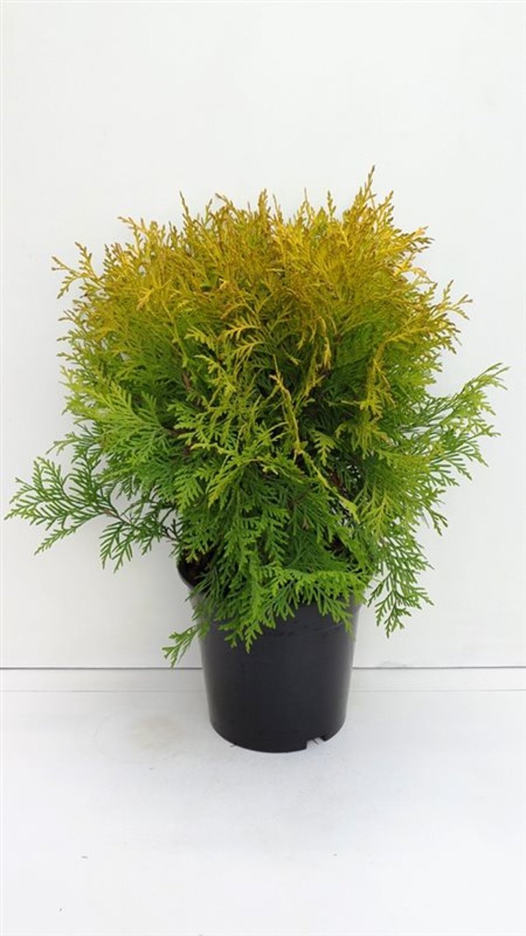 Thuja occ. 'Golden Globe' - C3 30-35 CM